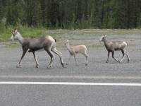 Stone Sheep